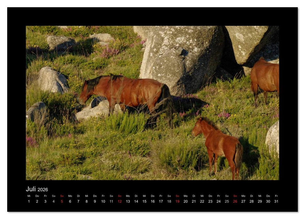 Garranos - Bedrohte Wildpferde Europas (CALVENDO Premium Wandkalender 2026)