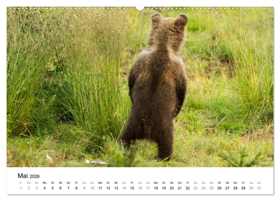 Einblick-Natur: Finnland natürlich (CALVENDO Premium Wandkalender 2026)