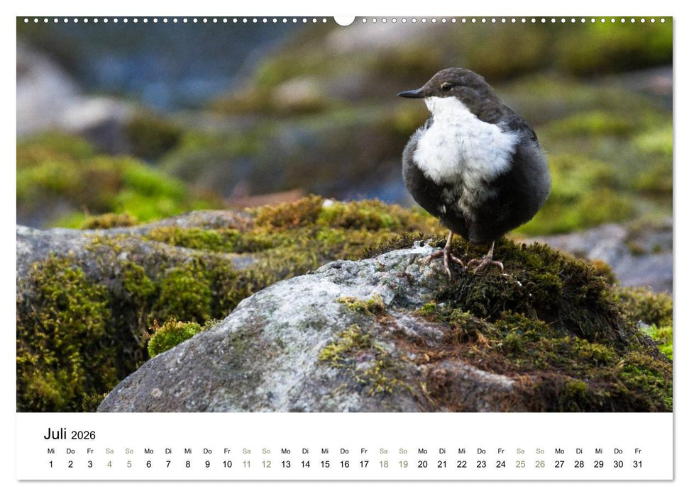 Einblick-Natur: Finnland natürlich (CALVENDO Premium Wandkalender 2026)