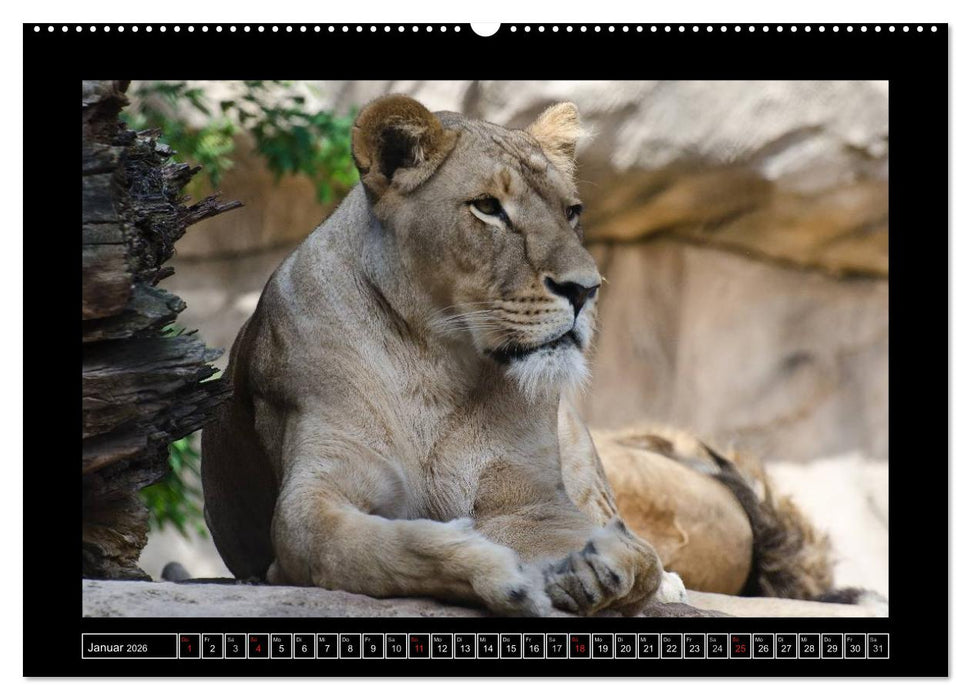 Dresdner Zootiere 2026 (CALVENDO Premium Wandkalender 2026)