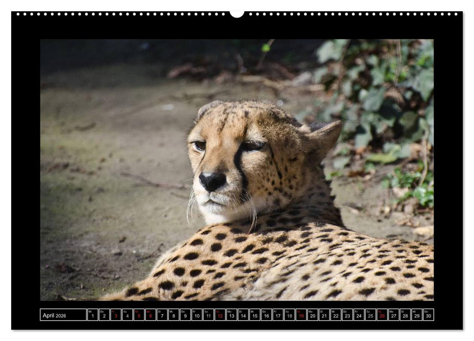 Dresdner Zootiere 2026 (CALVENDO Premium Wandkalender 2026)