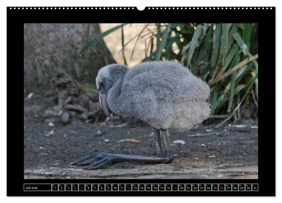 Dresdner Zootiere 2026 (CALVENDO Premium Wandkalender 2026)