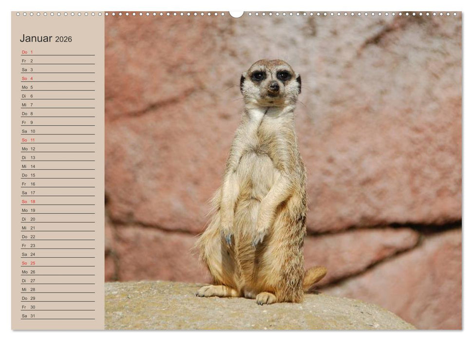 Erdmännchen (CALVENDO Premium Wandkalender 2026)