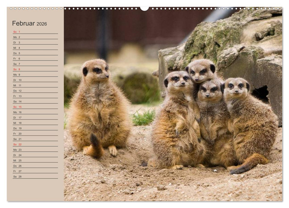 Erdmännchen (CALVENDO Premium Wandkalender 2026)