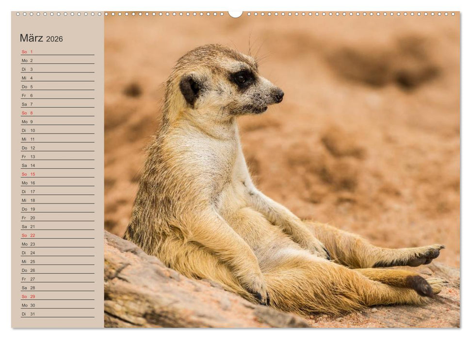 Erdmännchen (CALVENDO Premium Wandkalender 2026)