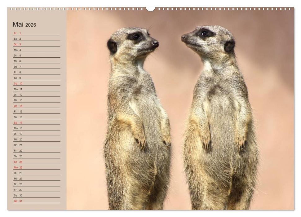 Erdmännchen (CALVENDO Premium Wandkalender 2026)