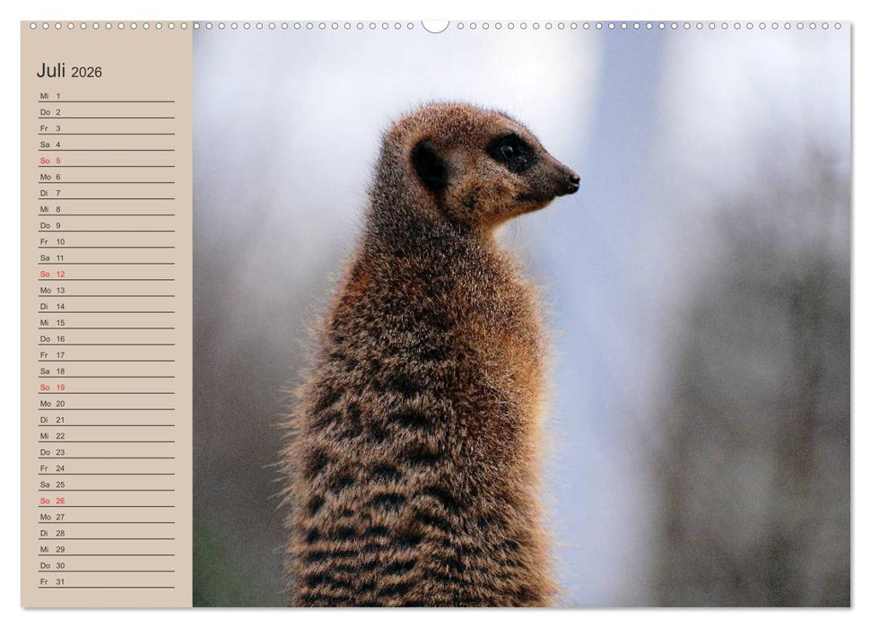 Erdmännchen (CALVENDO Premium Wandkalender 2026)
