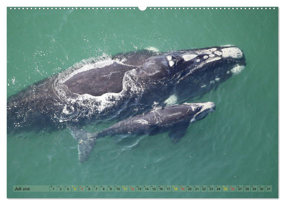 Wildes Kinderzimmer - Tierkinder in Afrika (CALVENDO Premium Wandkalender 2026)