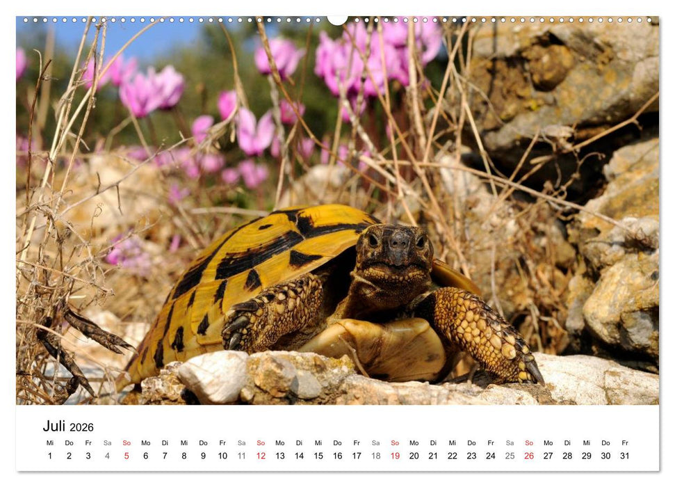 Peloponnes Impressionen / 2026 (CALVENDO Premium Wandkalender 2026)