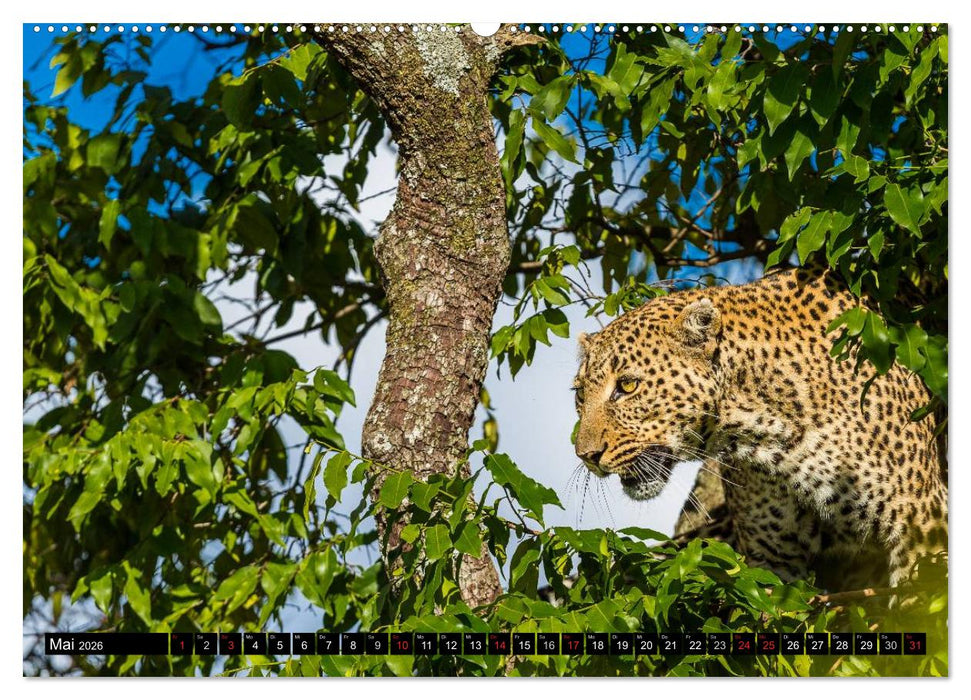 Masai Mara 2026 (CALVENDO Premium Wandkalender 2026)