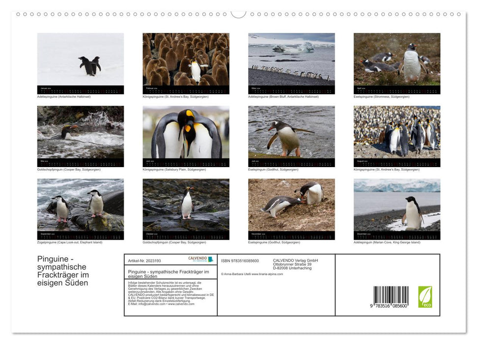 Pinguine - sympathische Frackträger im eisigen Süden (CALVENDO Premium Wandkalender 2026)