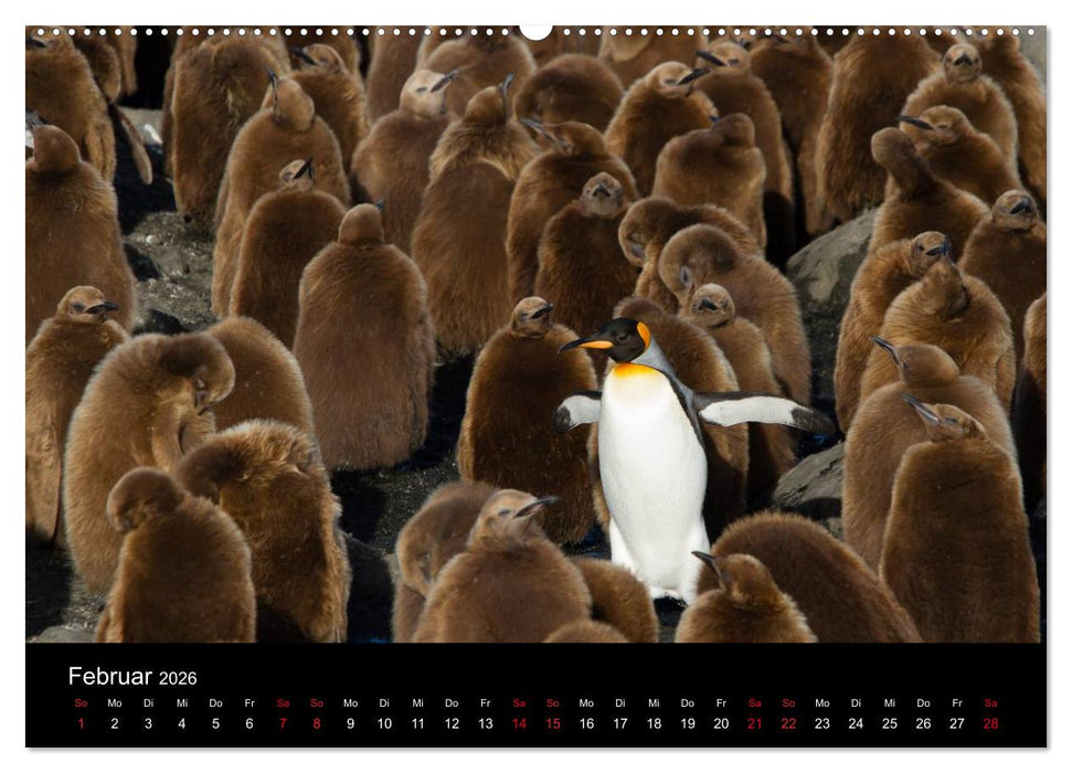 Pinguine - sympathische Frackträger im eisigen Süden (CALVENDO Premium Wandkalender 2026)