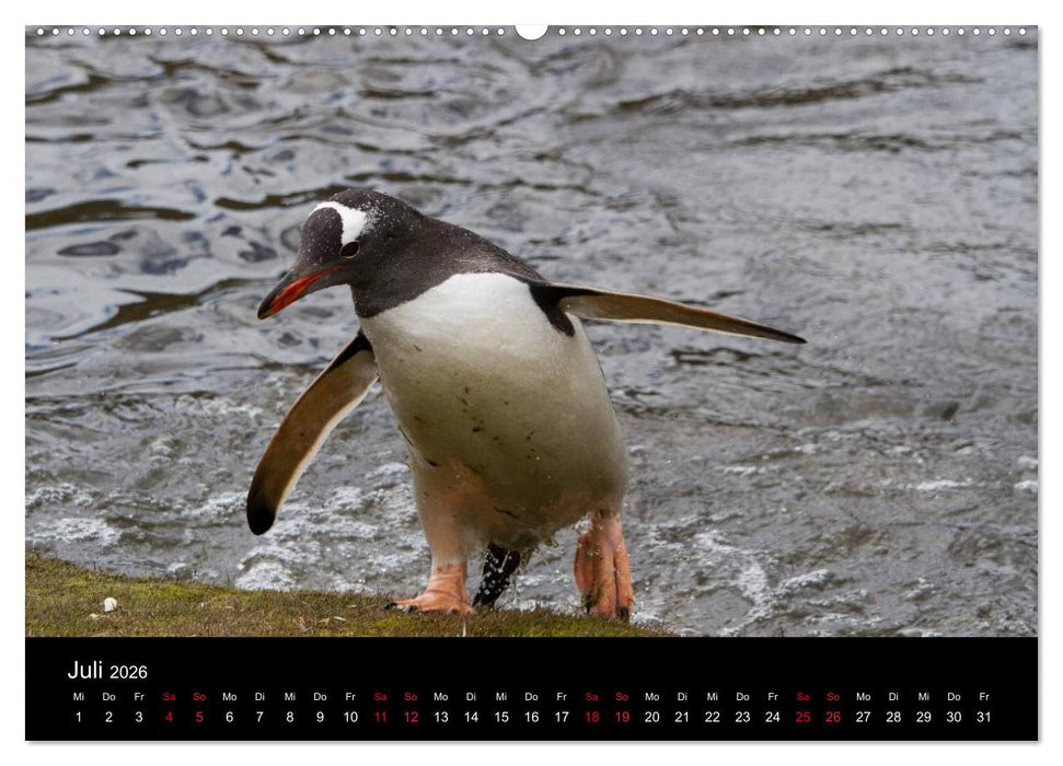 Pinguine - sympathische Frackträger im eisigen Süden (CALVENDO Premium Wandkalender 2026)
