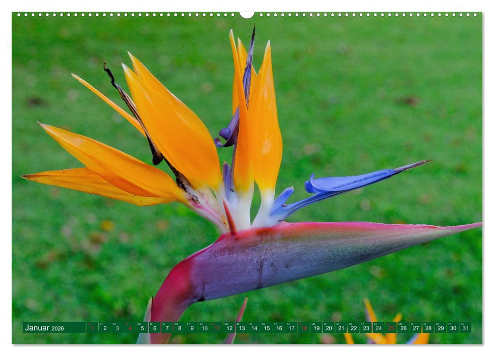 Madeiras Blütenzauber (CALVENDO Premium Wandkalender 2026)