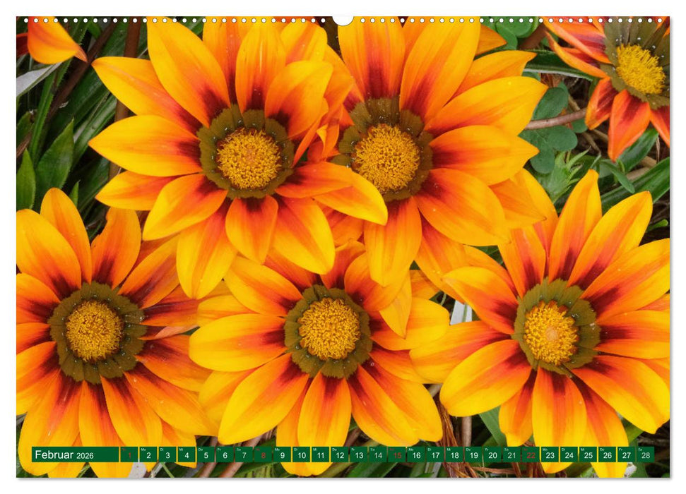 Madeiras Blütenpracht (CALVENDO Premium Wandkalender 2026)