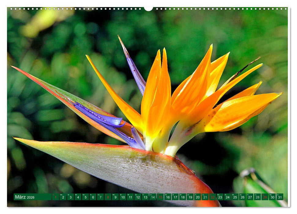 Madeiras Blütenpracht (CALVENDO Premium Wandkalender 2026)