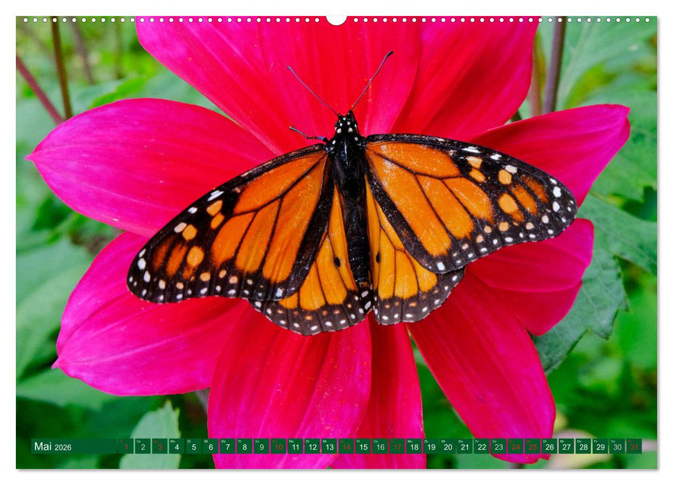 Madeiras Blütenpracht (CALVENDO Premium Wandkalender 2026)