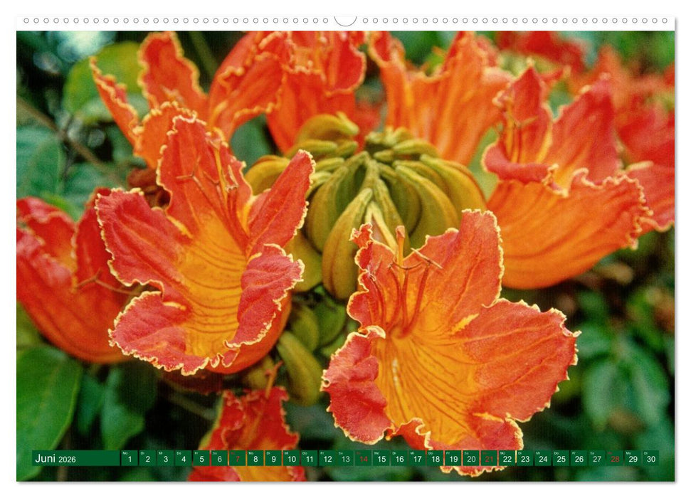 Madeiras Blütenzauber (CALVENDO Premium Wandkalender 2026)