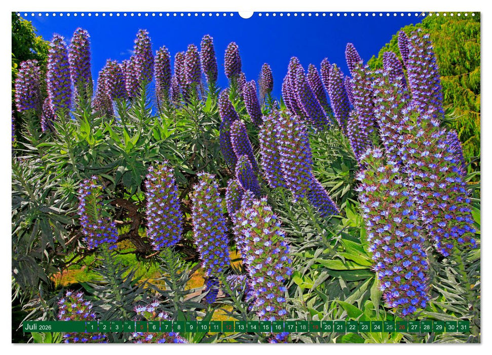 Madeiras Blütenpracht (CALVENDO Premium Wandkalender 2026)
