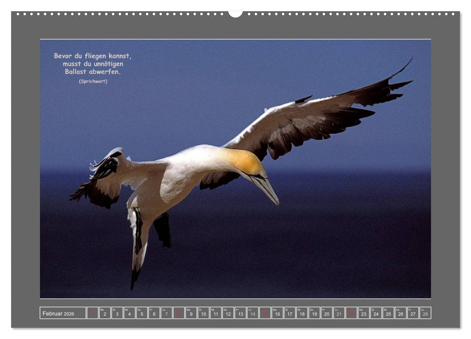 Naturwunder Neuseeland - in Bild und Text (CALVENDO Premium Wandkalender 2026)