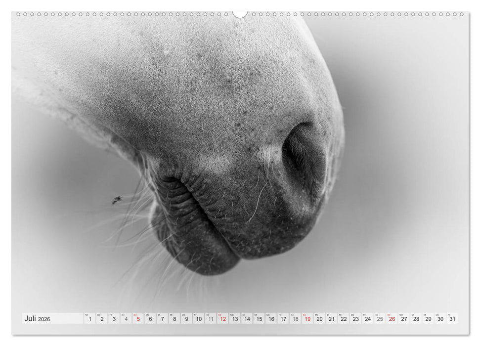 Emotionale Momente: Weiße Pferde in schwarzweiß. (CALVENDO Premium Wandkalender 2026)
