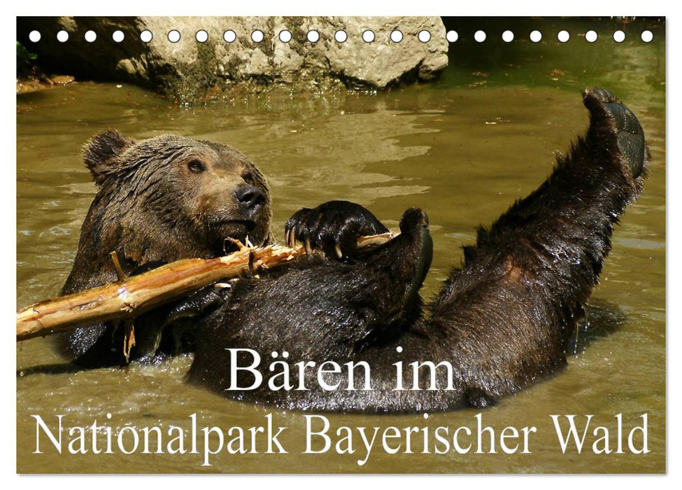 Bären im Nationalpark Bayerischer Wald (CALVENDO Wandkalender 2026)