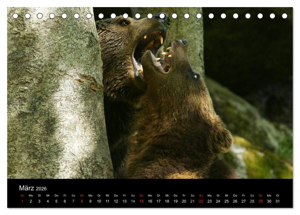 Bären im Nationalpark Bayerischer Wald (CALVENDO Wandkalender 2026)