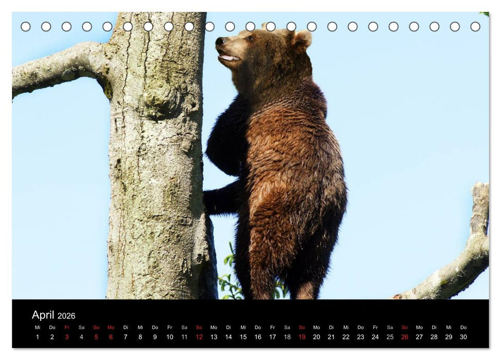 Bären im Nationalpark Bayerischer Wald (CALVENDO Wandkalender 2026)