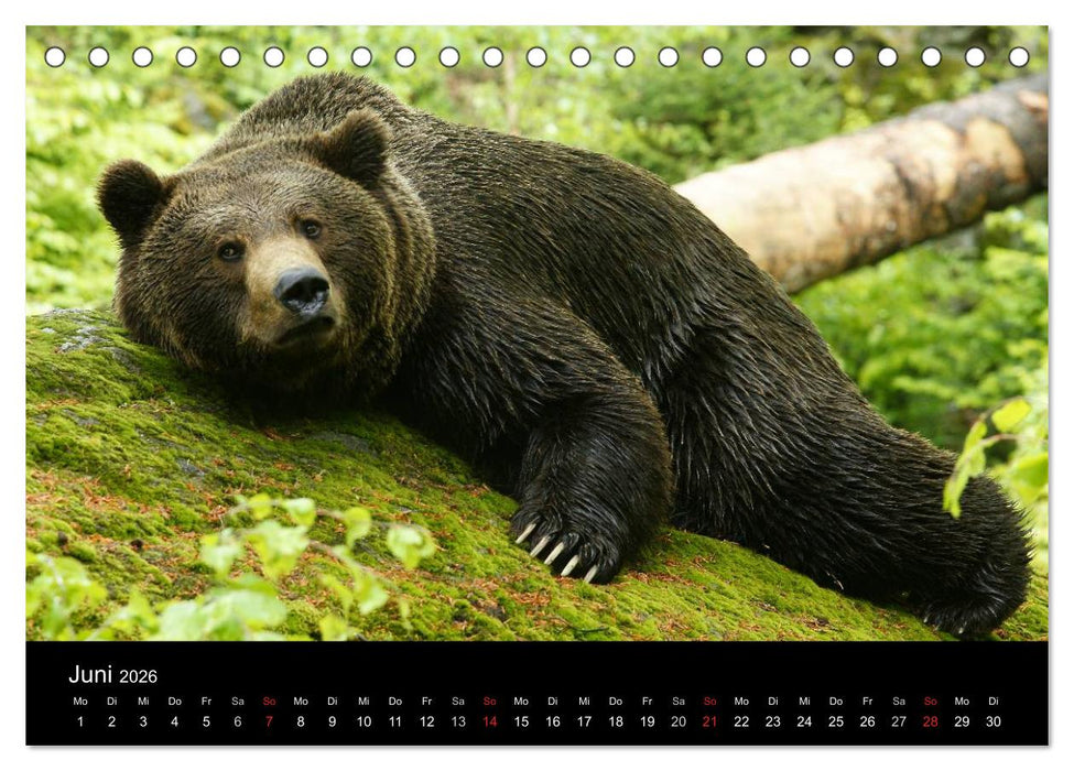 Bären im Nationalpark Bayerischer Wald (CALVENDO Wandkalender 2026)