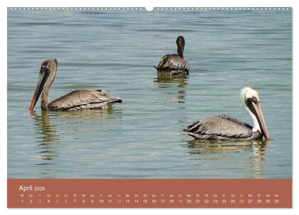 ABC: Aruba - Bonaire - Curaçao (CALVENDO Premium Wandkalender 2026)