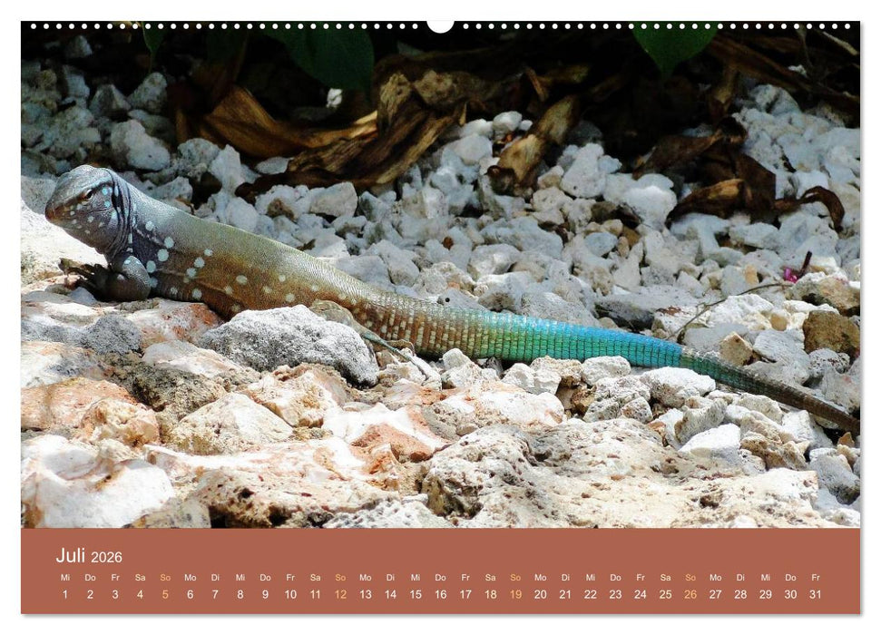 ABC: Aruba - Bonaire - Curaçao (CALVENDO Premium Wandkalender 2026)