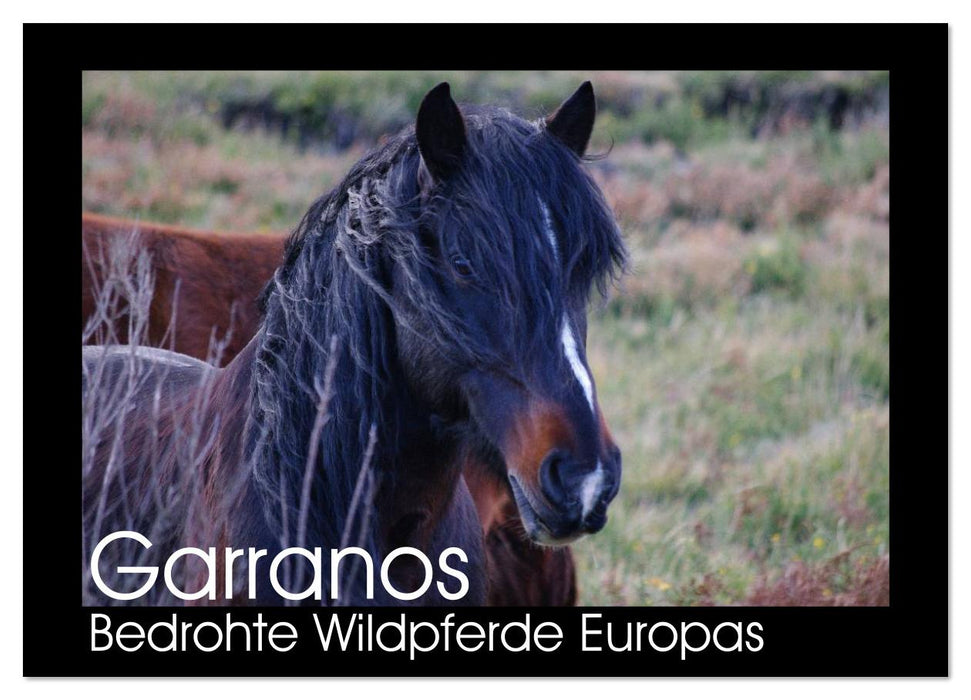Garranos - Bedrohte Wildpferde Europas (CALVENDO Wandkalender 2026)