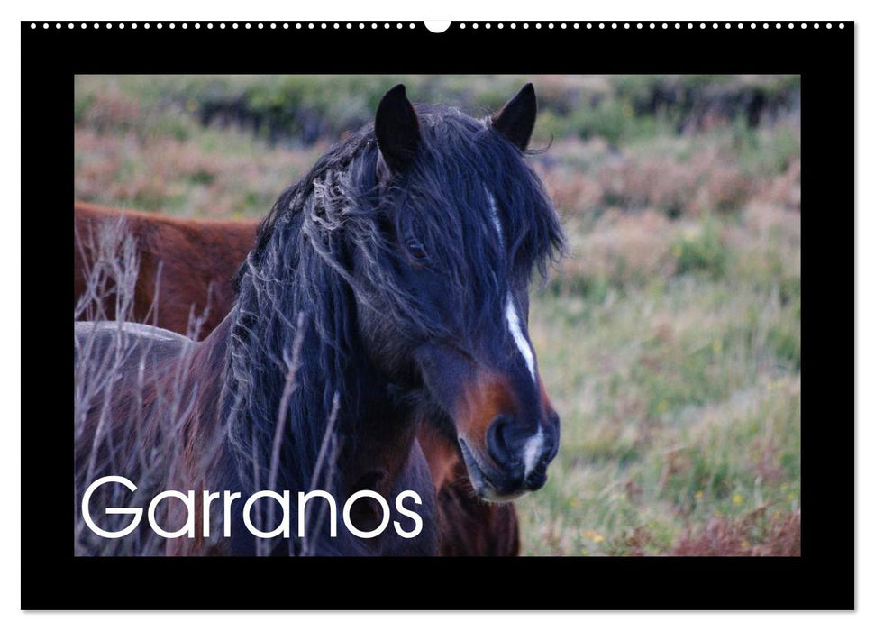 Garranos - Bedrohte Wildpferde Europas (CALVENDO Wandkalender 2026)