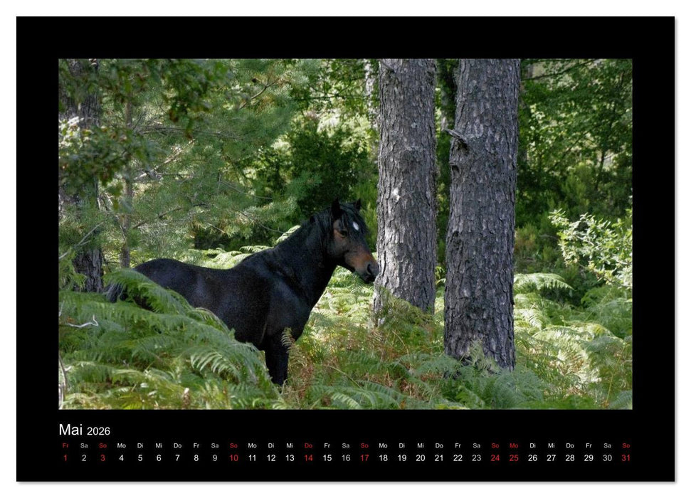 Garranos - Bedrohte Wildpferde Europas (CALVENDO Wandkalender 2026)