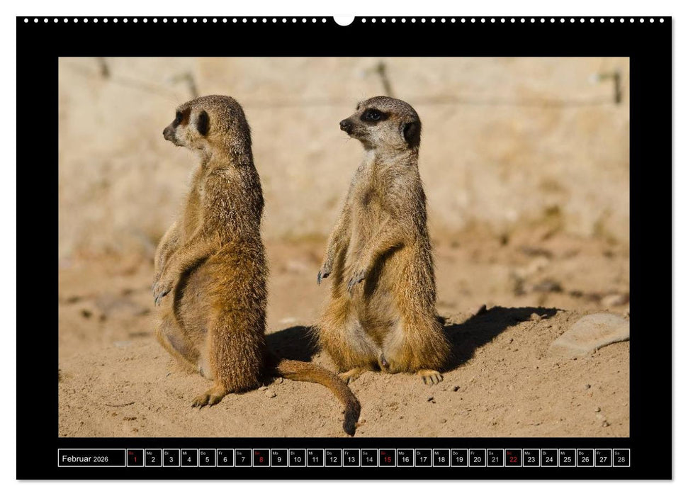 Dresdner Zootiere 2026 (CALVENDO Wandkalender 2026)