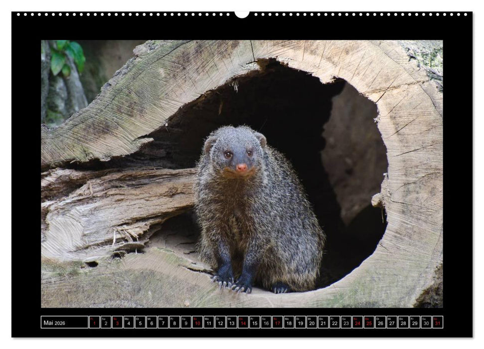 Dresdner Zootiere 2026 (CALVENDO Wandkalender 2026)