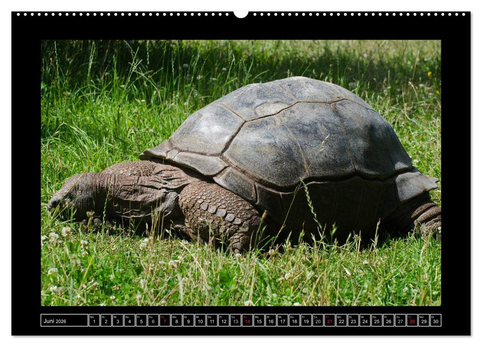 Dresdner Zootiere 2026 (CALVENDO Wandkalender 2026)