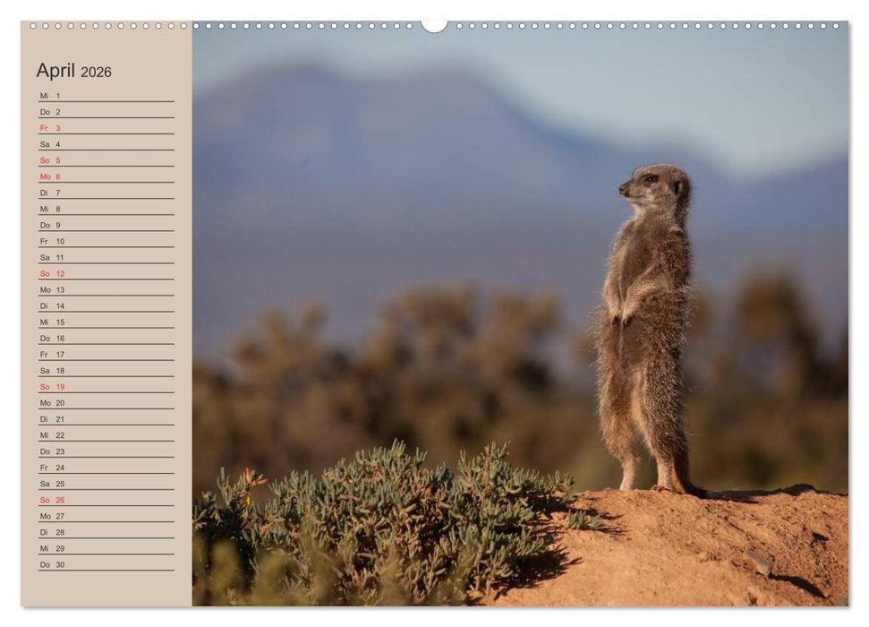 Erdmännchen (CALVENDO Wandkalender 2026)