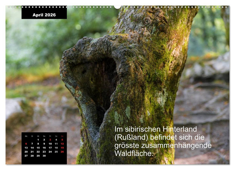 Schlaumeier-Kalender - Thema: Wald (CALVENDO Premium Wandkalender 2026)