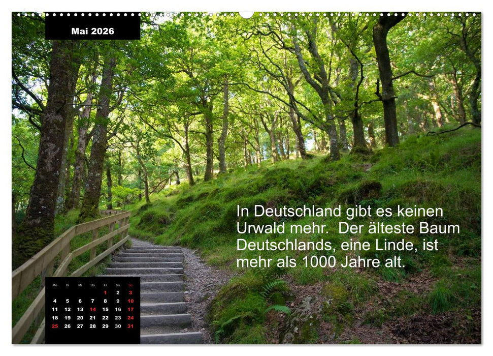 Schlaumeier-Kalender - Thema: Wald (CALVENDO Premium Wandkalender 2026)