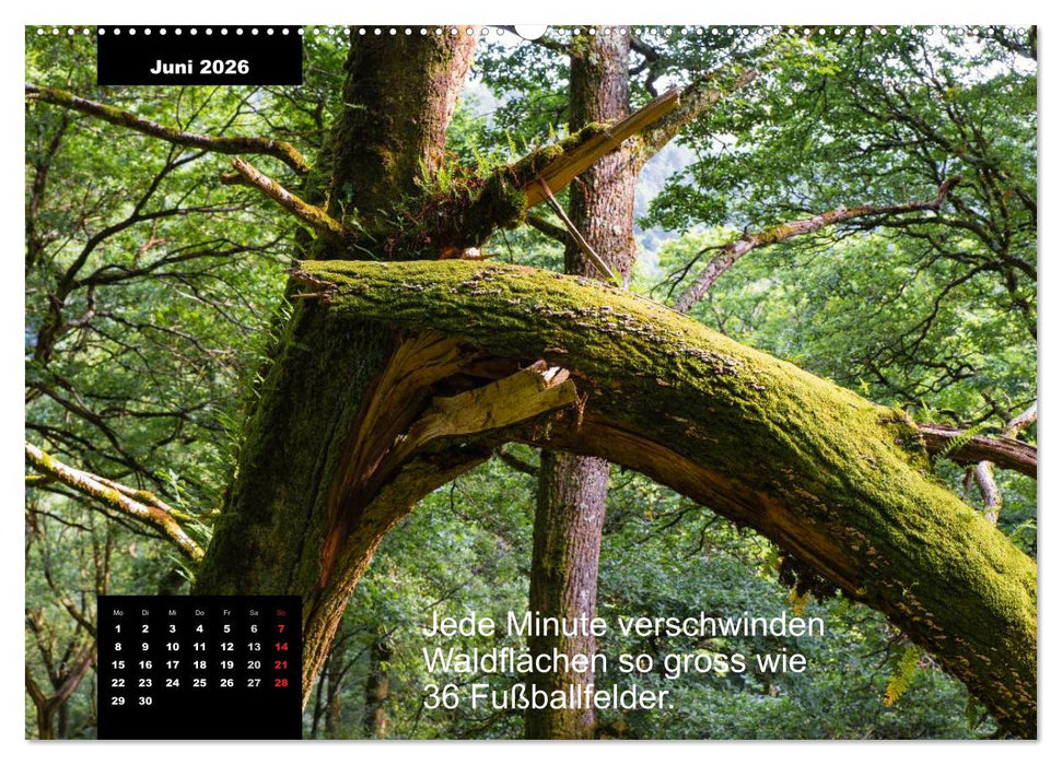 Schlaumeier-Kalender - Thema: Wald (CALVENDO Premium Wandkalender 2026)