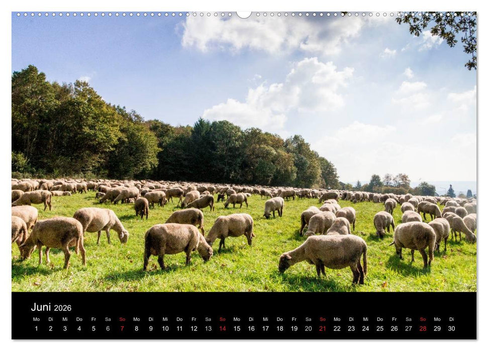 Meine Heimat Westerwald (CALVENDO Wandkalender 2026)