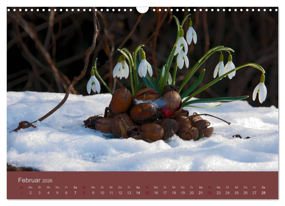 Gartenflüstern (CALVENDO Wandkalender 2026)