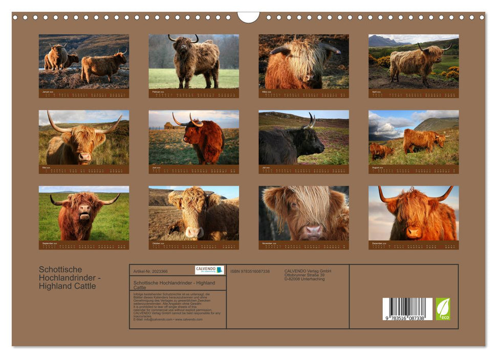 Schottische Hochlandrinder - Highland Cattle (CALVENDO Wandkalender 2026)