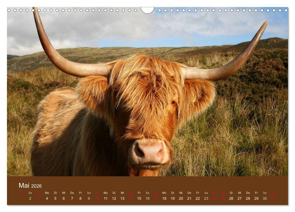 Schottische Hochlandrinder - Highland Cattle (CALVENDO Wandkalender 2026)