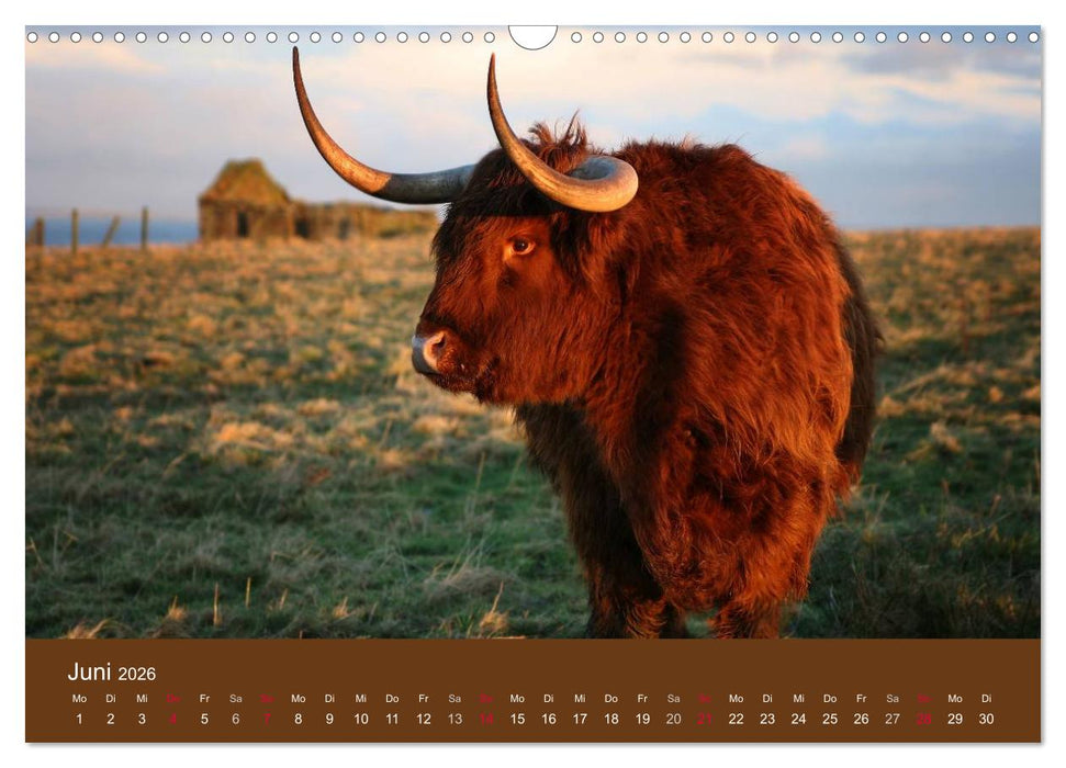 Schottische Hochlandrinder - Highland Cattle (CALVENDO Wandkalender 2026)