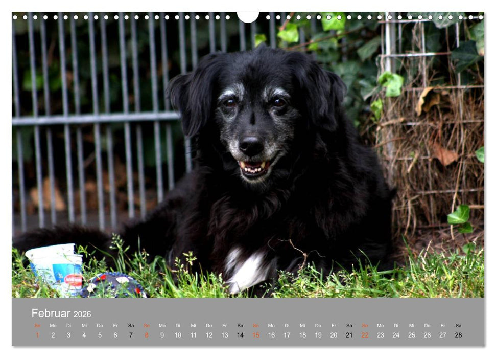Graue Schnuten - Hunde in den besten Jahren (CALVENDO Wandkalender 2026)