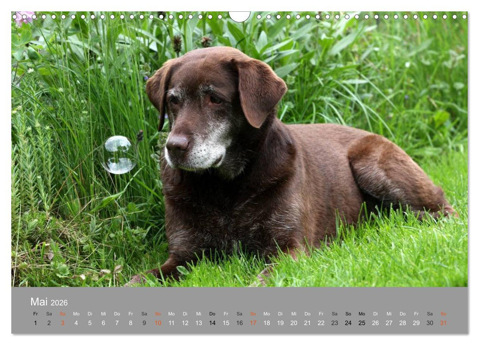 Graue Schnuten - Hunde in den besten Jahren (CALVENDO Wandkalender 2026)