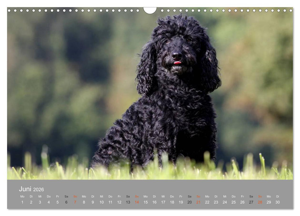 Graue Schnuten - Hunde in den besten Jahren (CALVENDO Wandkalender 2026)