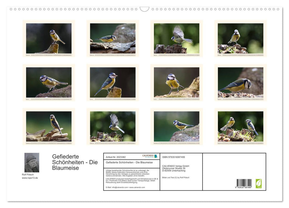 Gefiederte Schönheiten - Die Blaumeise (CALVENDO Wandkalender 2026)